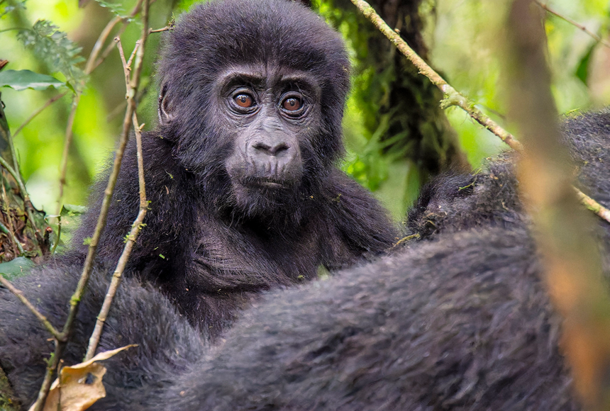 Explore Rwanda's top safari parks — gorilla trekking in Volcanoes, Big Five in Akagera, chimps in Nyungwe. Plan your trip with Freddy Car Rentals' 4x4 self-drive vehicles.
