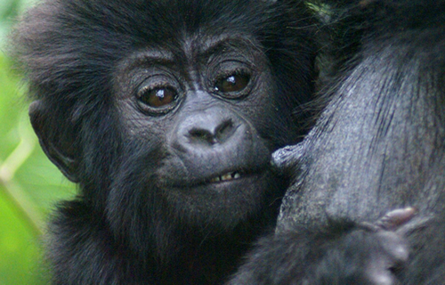 1 Day Gorilla Trekking