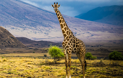 5 Days Rwanda Tour
